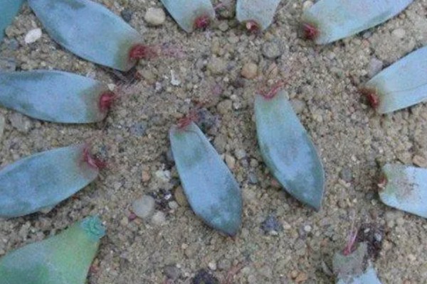 霜之朝的扦插方法，对叶片消毒、涂抹生根粉后再插入土壤中