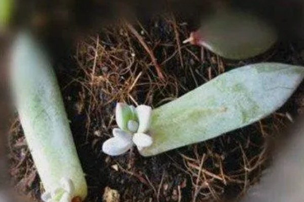 霜之朝的扦插方法，对叶片消毒、涂抹生根粉后再插入土壤中