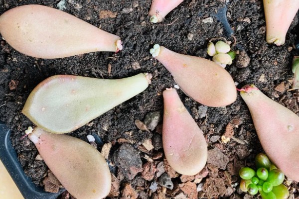 霜之朝的扦插方法，对叶片消毒、涂抹生根粉后再插入土壤中