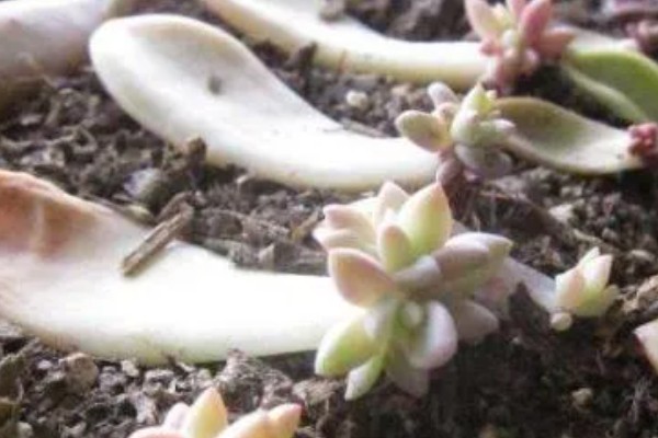 霜之朝的扦插方法，对叶片消毒、涂抹生根粉后再插入土壤中