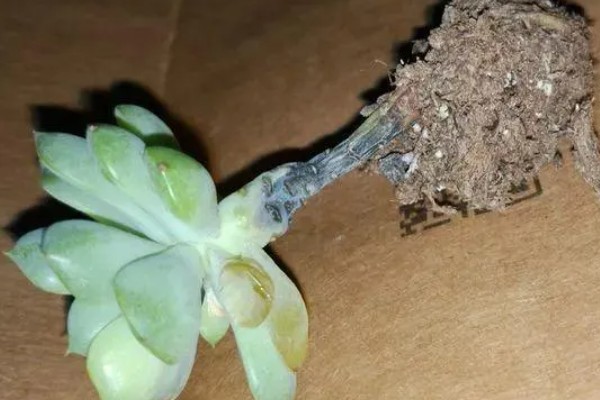 霜之朝的扦插方法，对叶片消毒、涂抹生根粉后再插入土壤中