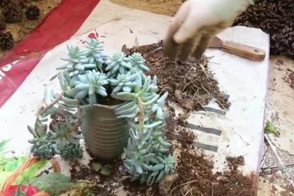 霜之朝的扦插方法，对叶片消毒、涂抹生根粉后再插入土壤中