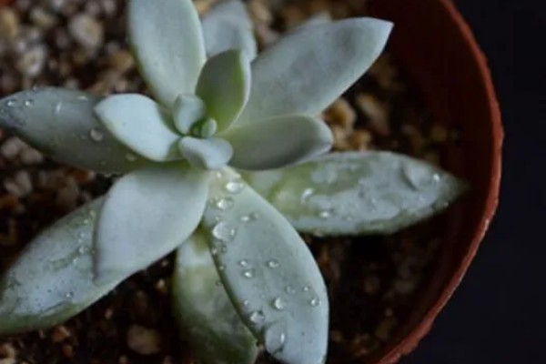 霜之朝的扦插方法，对叶片消毒、涂抹生根粉后再插入土壤中