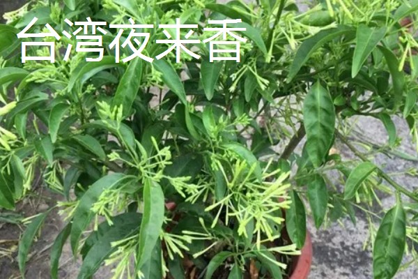 夜来香有几个品种，常见的有华南夜来香、台湾夜来香等
