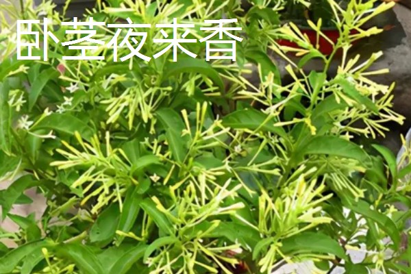 夜来香有几个品种，常见的有华南夜来香、台湾夜来香等