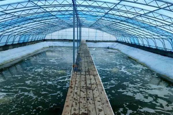 养虾的方法，主喂蚌螺类等动物性饲料