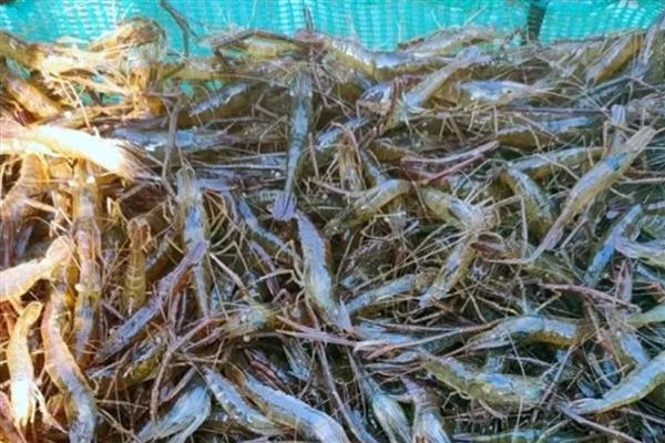 养虾的方法，主喂蚌螺类等动物性饲料