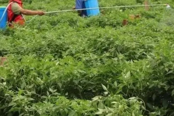 辣椒蚜虫如何防治，可在初期喷洒吡虫啉可湿性粉剂