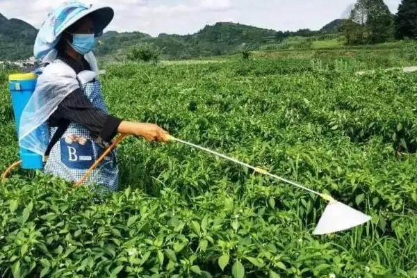 辣椒蚜虫如何防治，可在初期喷洒吡虫啉可湿性粉剂