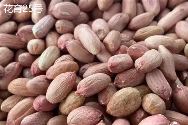 花生哪个品种好，推荐潍花8号、豫花22号等