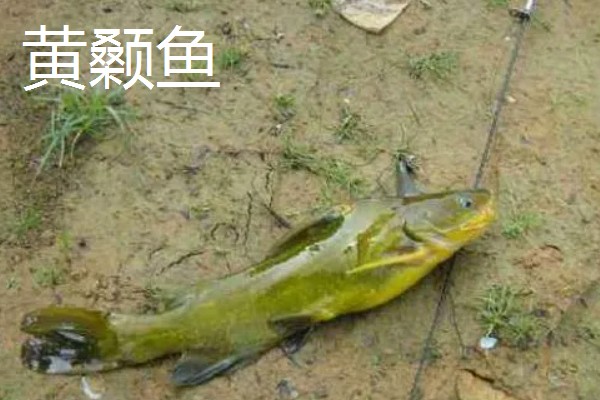 9号丸世钩搭配几号线,一般搭配2.0号子线