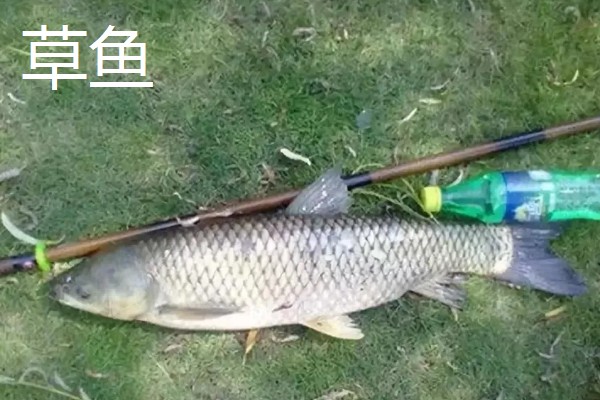 9号丸世钩搭配几号线,一般搭配2.0号子线