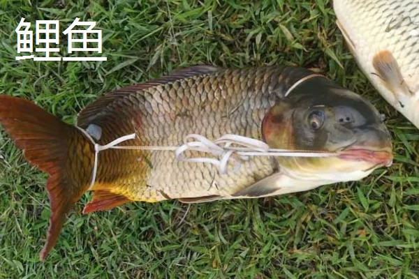 9号丸世钩搭配几号线,一般搭配2.0号子线