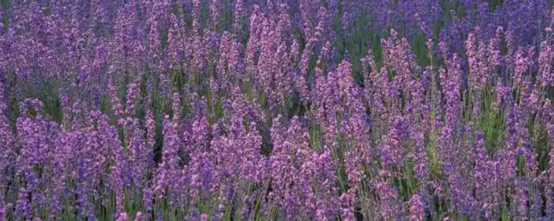 薰衣草的开花时间，一般在6-8月份盛开