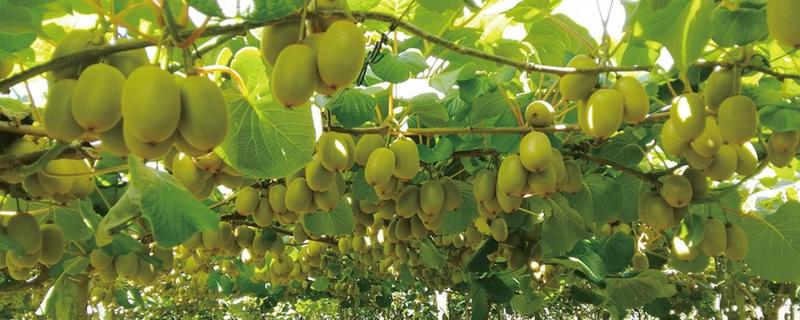 致富赚钱的方法，种植蔬菜水果、选择食品加工等项目均可获利