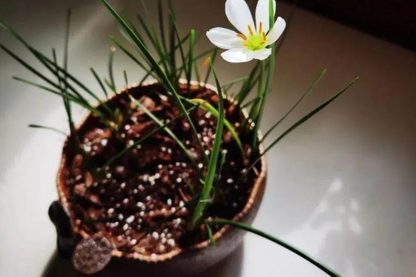 葱兰的花期，从每年的七月份开始