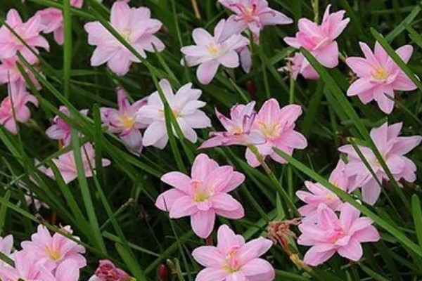 葱兰的花期，从每年的七月份开始