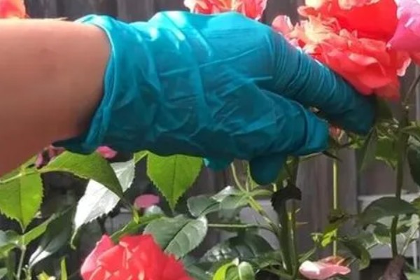 怎么剪玫瑰花，生长期和花谢后均可修剪