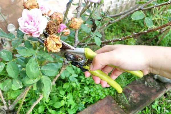怎么剪玫瑰花，生长期和花谢后均可修剪