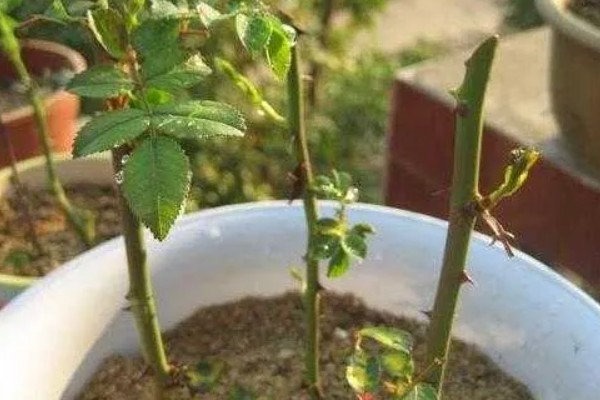 怎么剪玫瑰花，生长期和花谢后均可修剪