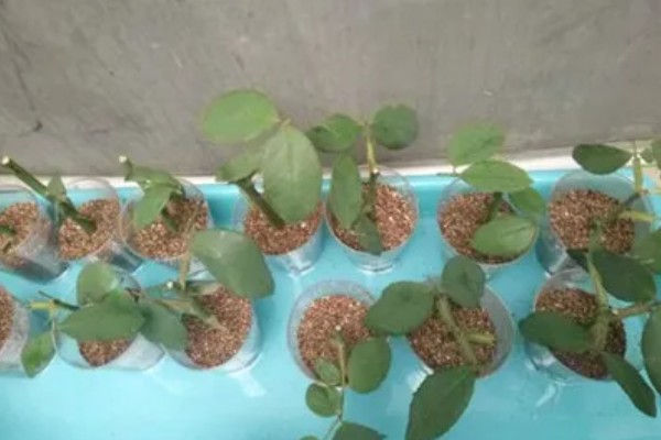 怎么剪玫瑰花，生长期和花谢后均可修剪