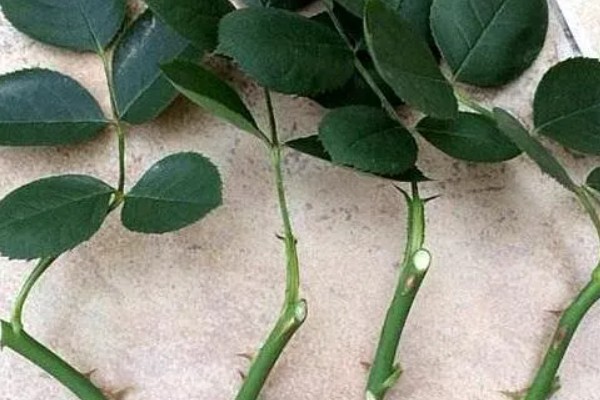 怎么剪玫瑰花，生长期和花谢后均可修剪