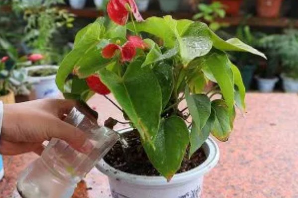 红掌不红却变绿的原因，可能是品种原因或环境阴暗所致