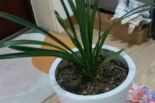 兰花香妃的品种介绍，是剑兰和大花蕙兰的杂交品种