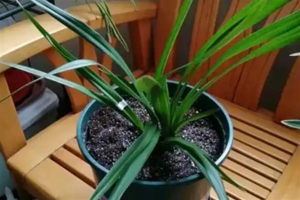 兰花香妃的品种介绍，是剑兰和大花蕙兰的杂交品种