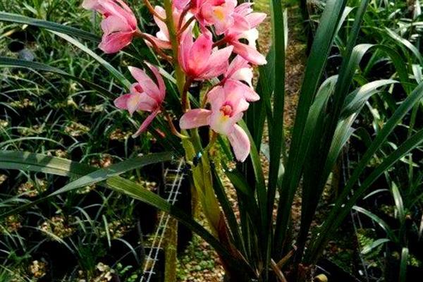 兰花香妃的品种介绍，是剑兰和大花蕙兰的杂交品种