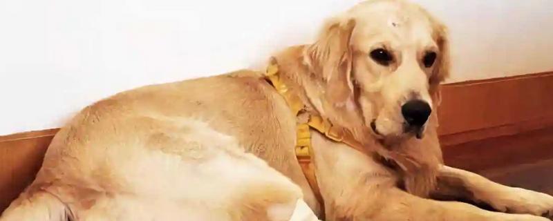 狗关节炎腿瘸了如何处理，使用硫酸软骨素等药物有助于恢复健康