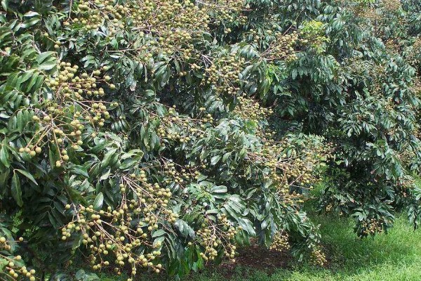 四季蜜龙眼的种植条件，需要施充足的肥