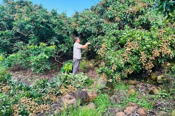 四季蜜龙眼的种植条件，需要施充足的肥