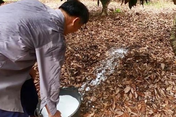四季蜜龙眼的种植条件，需要施充足的肥