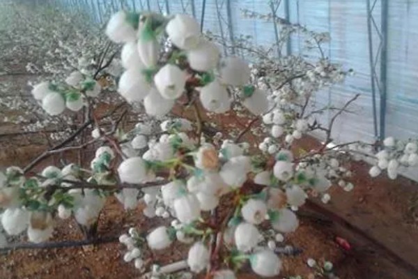 蓝莓要授粉吗，蓝莓需要授粉