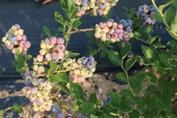 蓝莓要授粉吗，蓝莓需要授粉
