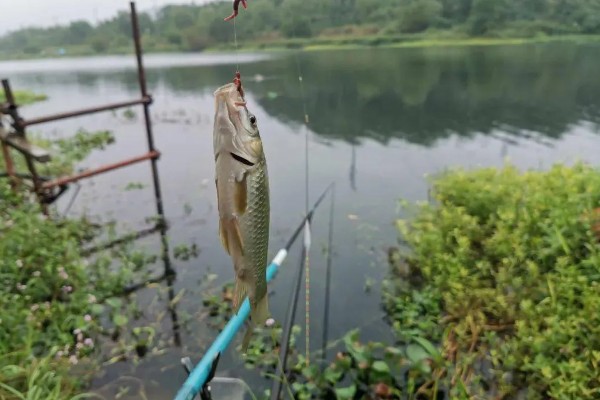 野钓如何选择鱼竿，用手竿效果最好