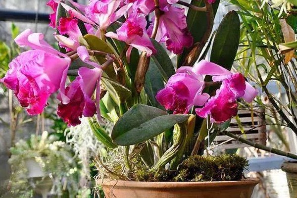 怎么养洋兰,建议将它放在光线明亮处养护