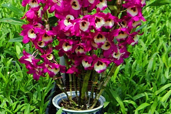 怎么养洋兰,建议将它放在光线明亮处养护