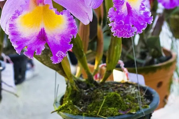 怎么养洋兰,建议将它放在光线明亮处养护