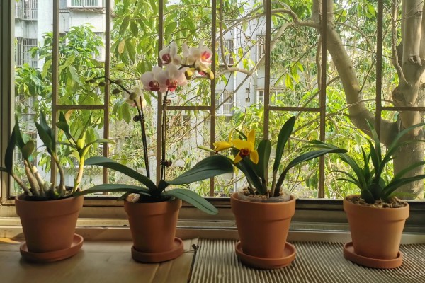 怎么养洋兰,建议将它放在光线明亮处养护