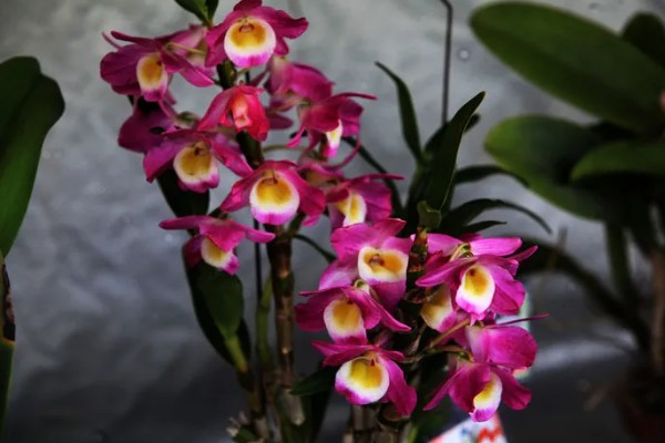 怎么养洋兰,建议将它放在光线明亮处养护