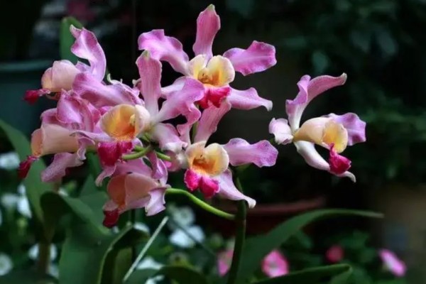 怎么养洋兰,建议将它放在光线明亮处养护