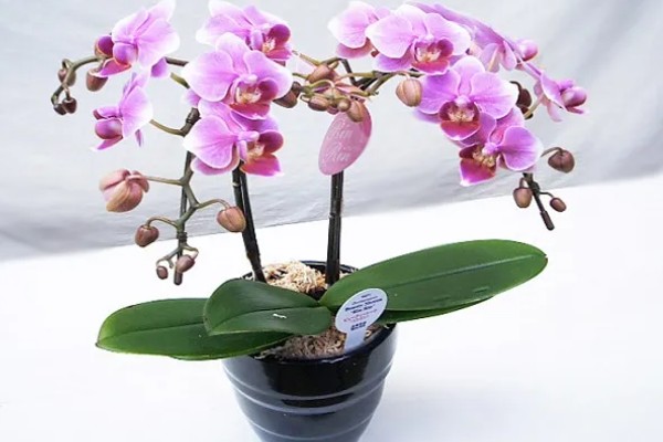 怎么养洋兰,建议将它放在光线明亮处养护