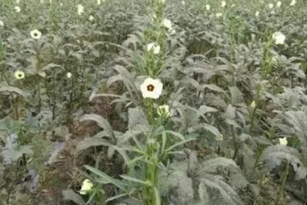 秋葵的播种季节，春夏秋三季均可播种