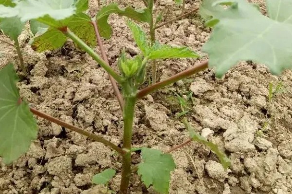 秋葵的播种季节，春夏秋三季均可播种