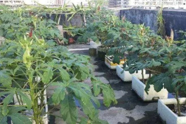 秋葵的播种季节，春夏秋三季均可播种