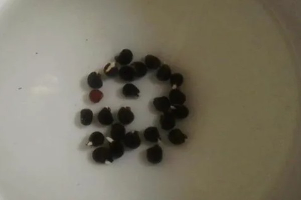 秋葵的播种季节，春夏秋三季均可播种