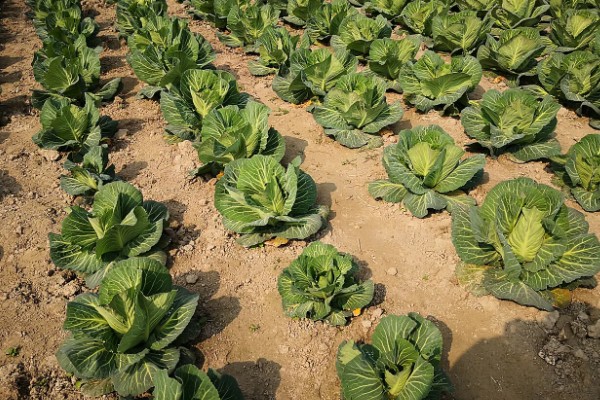 大棚大白菜春季栽培要点，播前要施足基肥