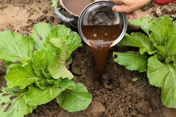 大棚大白菜春季栽培要点，播前要施足基肥